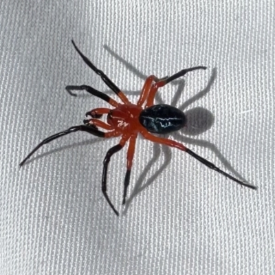 Nicodamus peregrinus (Common Red and black spider) at Namadgi National Park - 5 Feb 2023 by Pirom