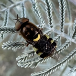 Odontomyia hunteri at Booth, ACT - 5 Feb 2023