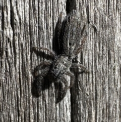 Holoplatys sp. (genus) (Unidentified Holoplatys jumping spider) at Booth, ACT - 6 Feb 2023 by Pirom