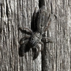 Holoplatys sp. (genus) (Unidentified Holoplatys jumping spider) at Booth, ACT - 5 Feb 2023 by Pirom