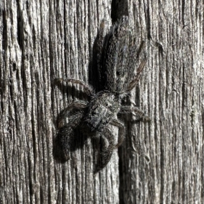 Holoplatys sp. (genus) (Unidentified Holoplatys jumping spider) at Namadgi National Park - 5 Feb 2023 by Pirom