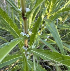 Lycopus australis (Native Gipsywort, Australian Gipsywort) at Namadgi National Park - 5 Feb 2023 by Pirom