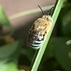 Amegilla sp. (genus) (Blue Banded Bee) at Dulwich Hill, NSW - 14 Jan 2023 by JudeWright