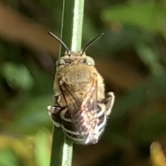 Amegilla sp. (genus) at Dulwich Hill, NSW - suppressed