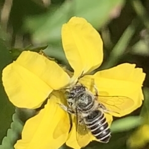 Megachile (Eutricharaea) serricauda at Dulwich Hill, NSW - 14 Jan 2023