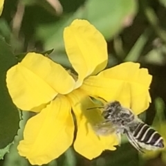 Megachile (Eutricharaea) serricauda at Dulwich Hill, NSW - suppressed