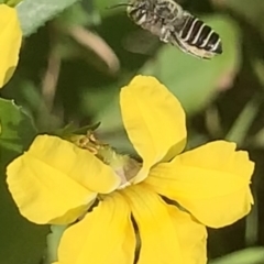 Megachile (Eutricharaea) serricauda at Dulwich Hill, NSW - 14 Jan 2023