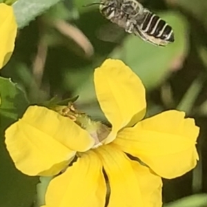 Megachile (Eutricharaea) serricauda at Dulwich Hill, NSW - 14 Jan 2023