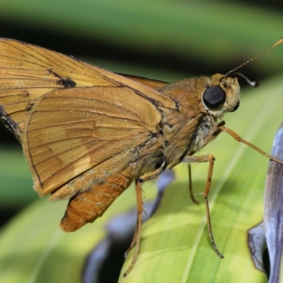 Unidentified Skipper (Hesperiidae) at Wellington Point, QLD - 6 Feb 2023 by TimL