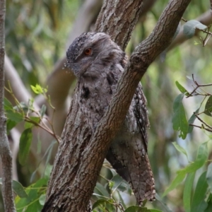 Podargus strigoides at Wellington Point, QLD - suppressed