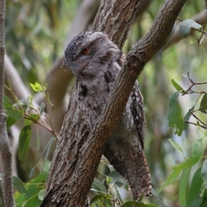 Podargus strigoides at Wellington Point, QLD - 7 Feb 2023