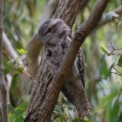 Podargus strigoides (Tawny Frogmouth) at Wellington Point, QLD - 6 Feb 2023 by TimL