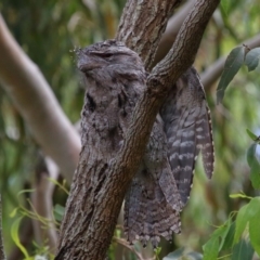 Podargus strigoides at Wellington Point, QLD - 7 Feb 2023