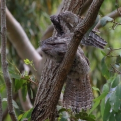 Podargus strigoides at Wellington Point, QLD - 7 Feb 2023