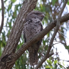 Podargus strigoides at Wellington Point, QLD - 7 Feb 2023