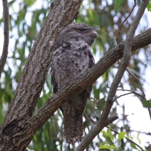 Podargus strigoides at Wellington Point, QLD - 7 Feb 2023