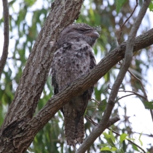 Podargus strigoides at Wellington Point, QLD - suppressed