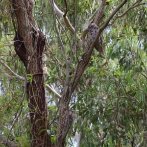 Podargus strigoides at Wellington Point, QLD - 7 Feb 2023