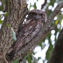 Podargus strigoides (Tawny Frogmouth) at Wellington Point, QLD - 7 Feb 2023 by TimL