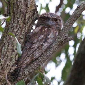 Podargus strigoides at Wellington Point, QLD - 7 Feb 2023