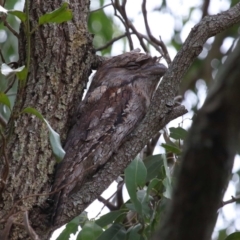 Podargus strigoides at Wellington Point, QLD - suppressed