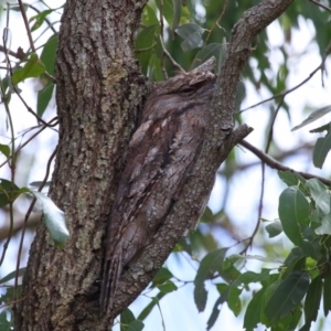 Podargus strigoides at Wellington Point, QLD - suppressed