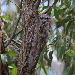 Podargus strigoides at Wellington Point, QLD - suppressed