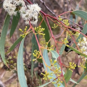 Eucalyptus rossii at Nicholls, ACT - 29 Jan 2023