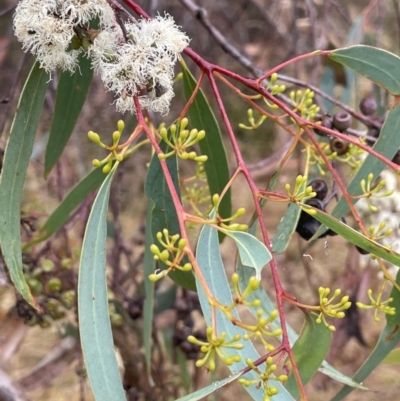 Eucalyptus rossii (Inland Scribbly Gum) at Percival Hill - 29 Jan 2023 by JaneR