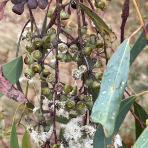 Eucalyptus rossii at Nicholls, ACT - 29 Jan 2023