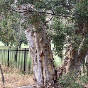 Eucalyptus rossii at Nicholls, ACT - 29 Jan 2023