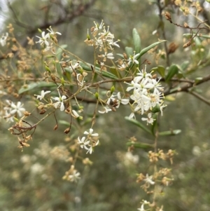 Bursaria spinosa at Nicholls, ACT - 29 Jan 2023