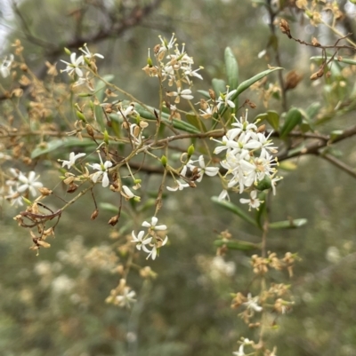 Bursaria spinosa (Native Blackthorn, Sweet Bursaria) at Percival Hill - 29 Jan 2023 by JaneR