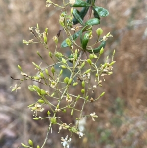 Bursaria spinosa at Nicholls, ACT - 29 Jan 2023 03:53 PM