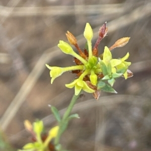 Pimelea curviflora at Nicholls, ACT - 29 Jan 2023