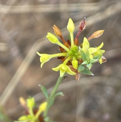 Pimelea curviflora (Curved Rice-flower) at Nicholls, ACT - 29 Jan 2023 by JaneR