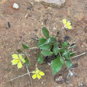 Goodenia hederacea at Nicholls, ACT - 29 Jan 2023