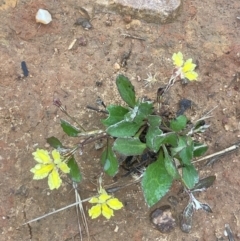 Goodenia hederacea (Ivy Goodenia) at Nicholls, ACT - 29 Jan 2023 by JaneR