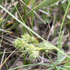 Carex inversa (Knob Sedge) at Percival Hill - 13 Oct 2021 by JaneR