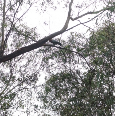 Callocephalon fimbriatum (Gang-gang Cockatoo) at Phillip, ACT - 8 Feb 2023 by stofbrew