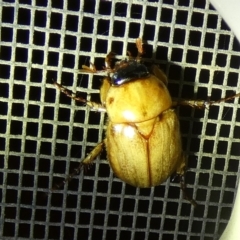 Cyclocephala signaticollis (Argentinian scarab) at QPRC LGA - 7 Feb 2023 by Paul4K
