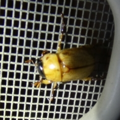 Cyclocephala signaticollis at Queanbeyan, NSW - suppressed