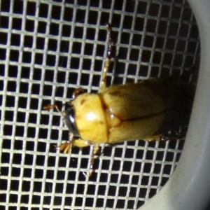 Cyclocephala signaticollis at Queanbeyan, NSW - 7 Feb 2023