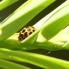 Harmonia conformis (Common Spotted Ladybird) at Braemar - 23 Jan 2023 by Curiosity