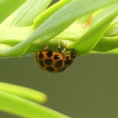 Harmonia conformis at Braemar, NSW - 23 Jan 2023