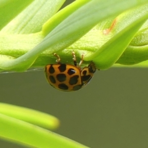 Harmonia conformis at Braemar, NSW - 23 Jan 2023