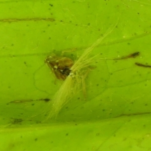 Scolypopa australis at Braemar, NSW - 28 Jan 2023