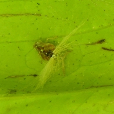 Scolypopa australis (Passionvine hopper, Fluffy bum) at Braemar - 28 Jan 2023 by Curiosity