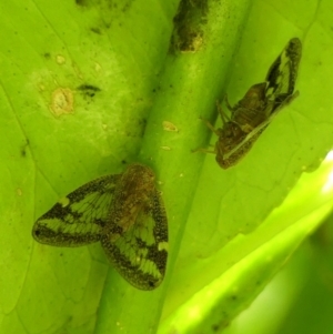 Scolypopa australis at Braemar, NSW - 28 Jan 2023