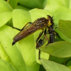 Zosteria rosevillensis (A robber fly) at Braemar - 29 Jan 2023 by Curiosity